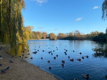 Birds swimming on a calm lake beside a pebbled shore and willow trees under a blue sky