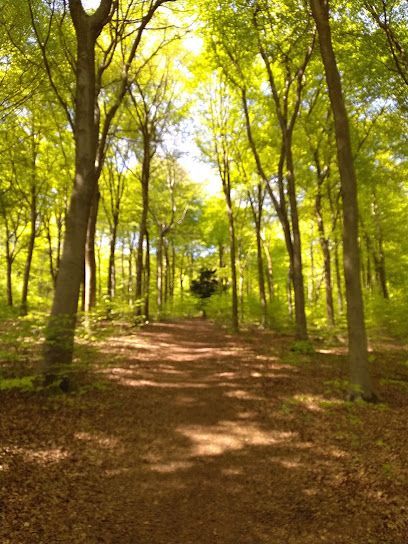 Sunlit forest path lined with tall trees and bright green leaves