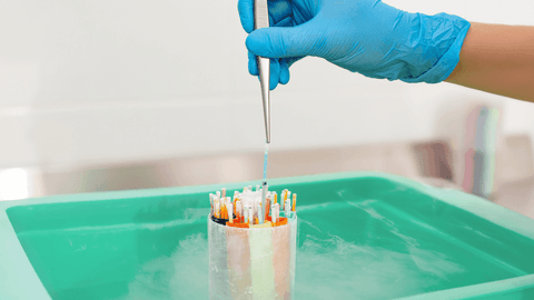 vitrification of embryos