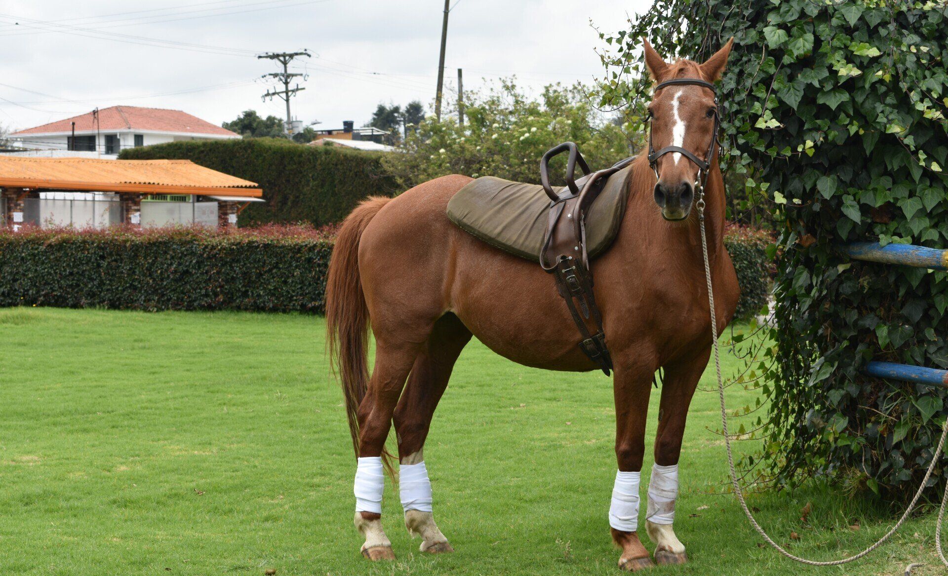 Caballo marrón con vendas blancas en las patas, de pie sobre la hierba de un jardín, con una silla de montar.