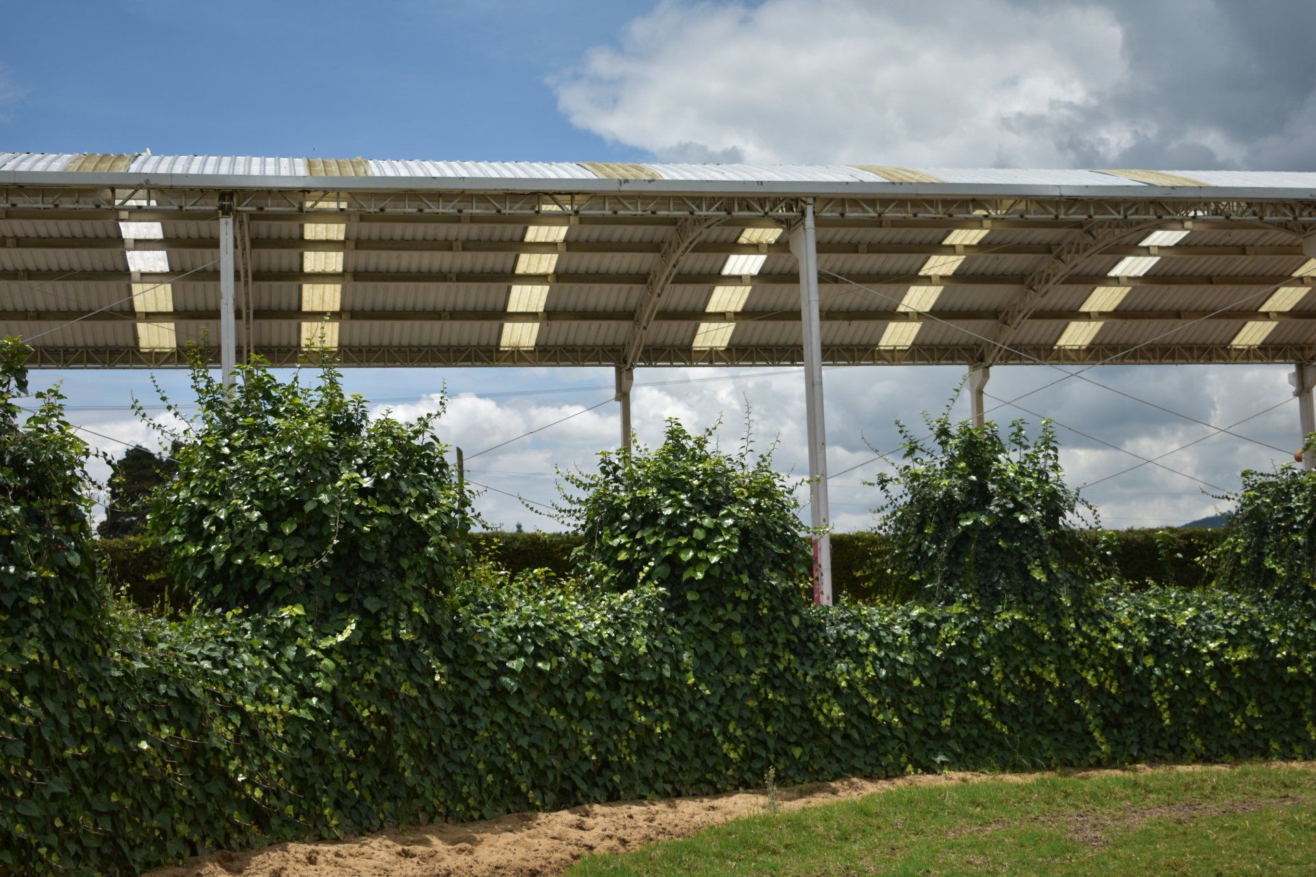 Paneles solares en un tejado sobre densos setos verdes bajo un cielo parcialmente nublado.
