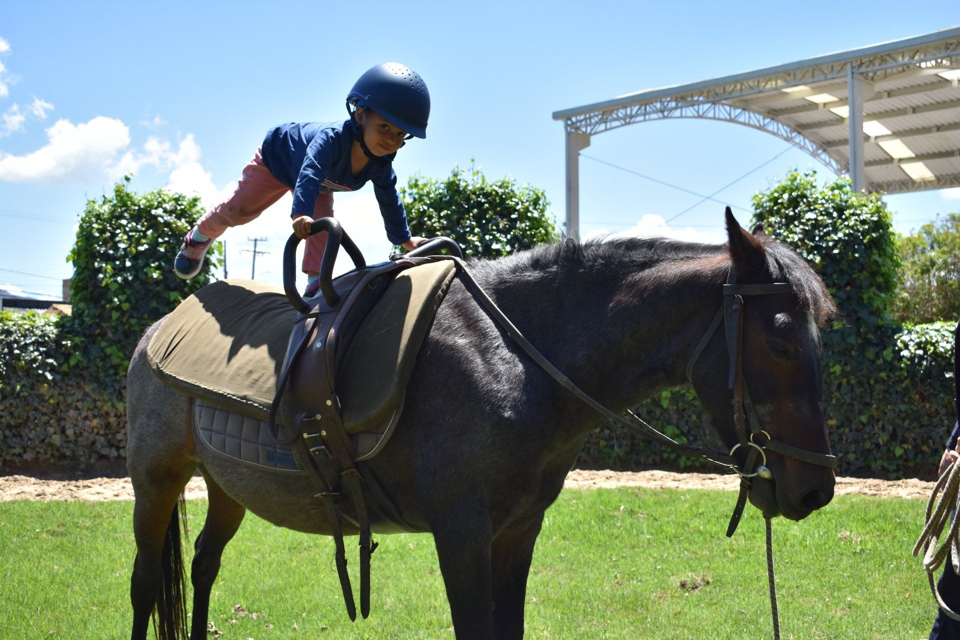 Jinete con casco azul montando un caballo oscuro al aire libre en un campo soleado de hierba.