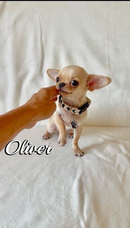 Un minuscolo cucciolo di Chihuahua color beige, con indosso una maglietta a quadri blu, è seduto su una mano sopra una coperta con stelle color pastello e la scritta 
