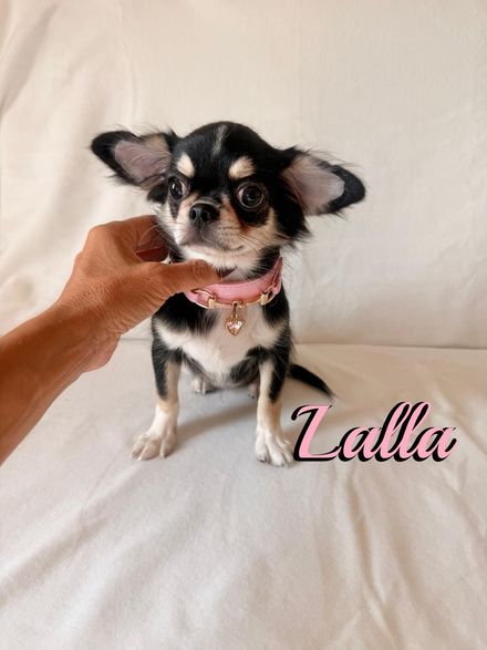 Un minuscolo cucciolo color beige, tenuto in mano, con un collare nero e un fiocco rosa, su sfondo bianco.