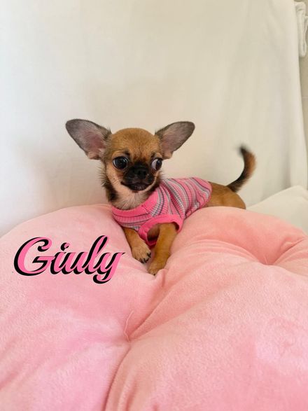 Un minuscolo cucciolo marrone con un collare di perle su una coperta bianca con uno sfondo rosa a fantasia e la scritta 
