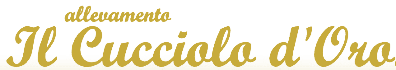 Gold cursive logo reading “Il Cucciolo d’Oro” with small “allevamento” above it