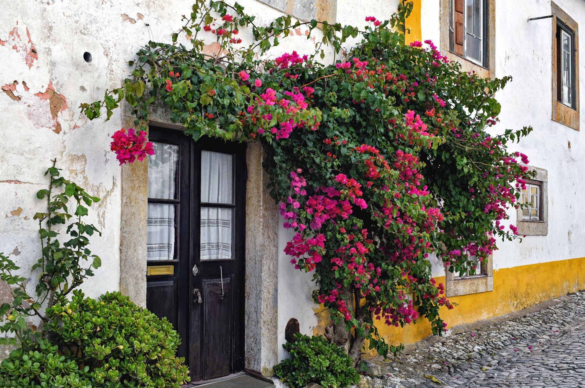 White cottage doorway covered in pink flowering vines beside a cobblestone street