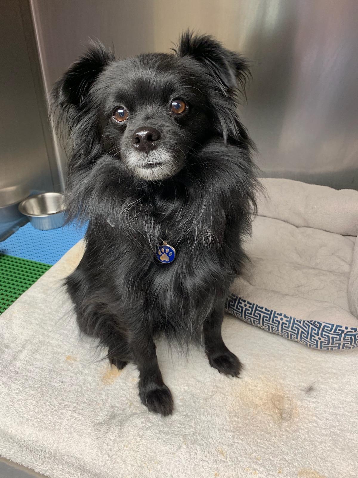 Black Dog | Homewood, Alabama | Oxmoor Animal Clinic