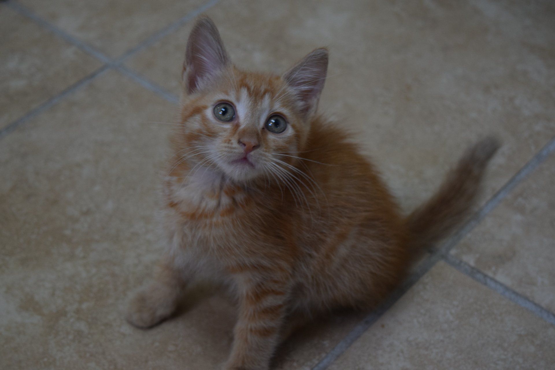 Kitten | Homewood, Alabama | Oxmoor Animal Clinic