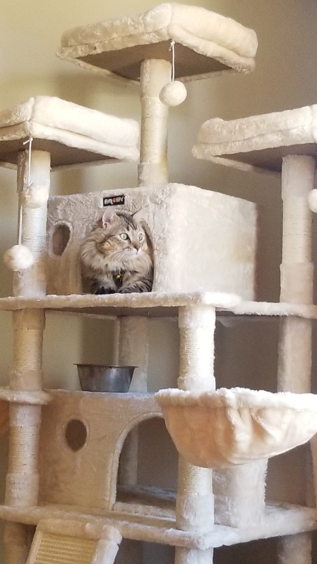 Playing Cat | Homewood, Alabama | Oxmoor Animal Clinic