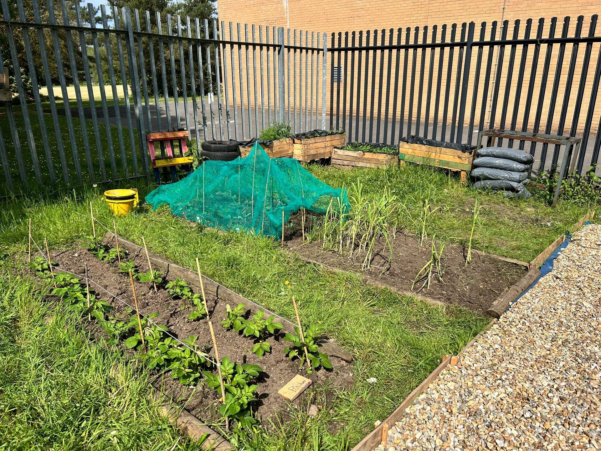 Raised garden beds with green netting, behind a fence.