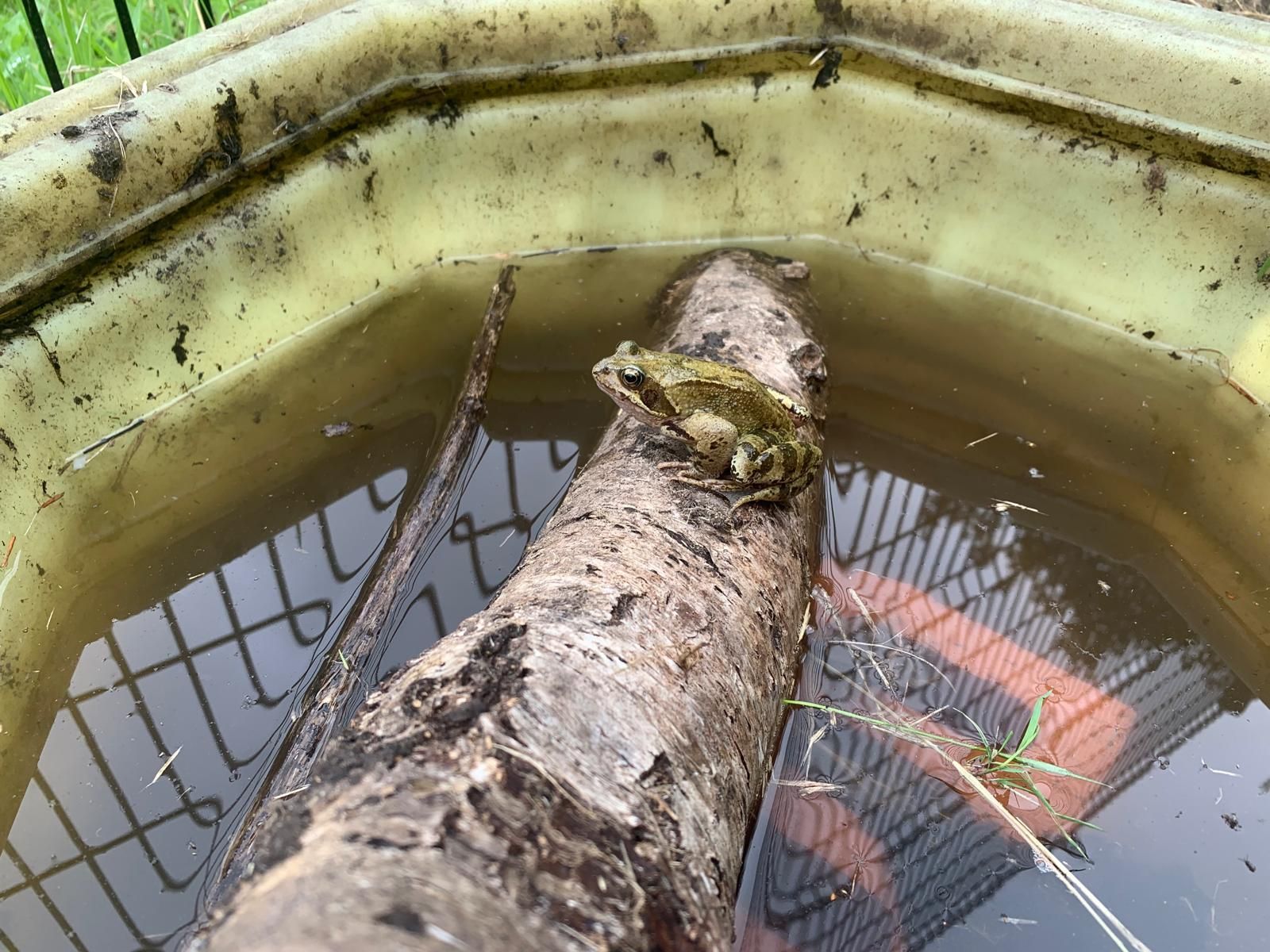 A log is floating in a bucket of water.