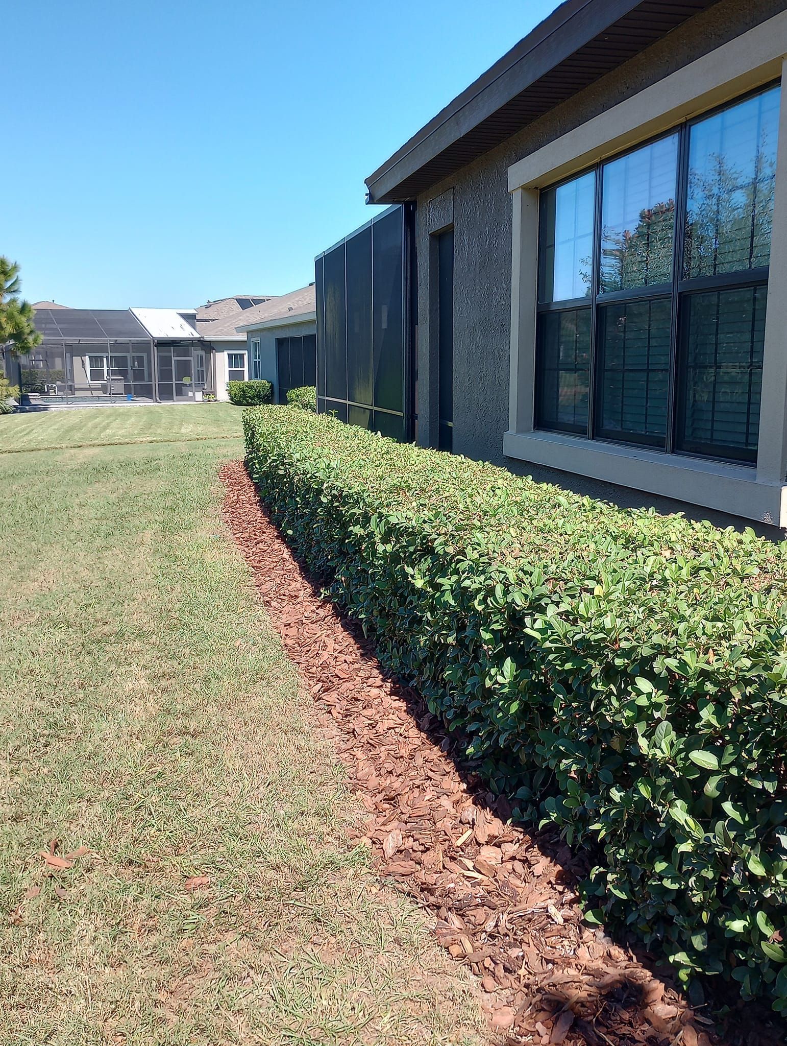 Green hedge row borders red mulch along house with reflecting window on sunny day.