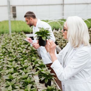 Planting | Land O Lakes, FL | Turning Point Property Maintenance