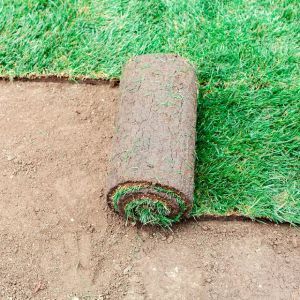 Fresh Cut | Land O Lakes, FL | Turning Point Property Maintenance