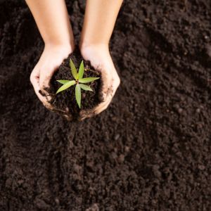 Planting | Land O Lakes, FL | Turning Point Property Maintenance