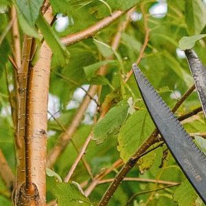 Tree Trimming | Land O Lakes, FL | Turning Point Property Maintenance