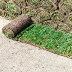 Green Sod | Land O Lakes, FL | Turning Point Property Maintenance