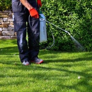 Weed Control | Land O Lakes, FL | Turning Point Property Maintenance