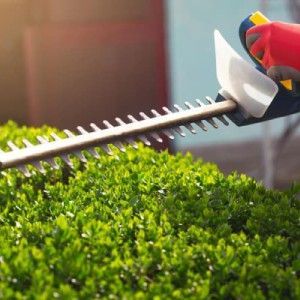 Hedge and Shrub Trimming | Land O Lakes, FL | Turning Point Property Maintenance