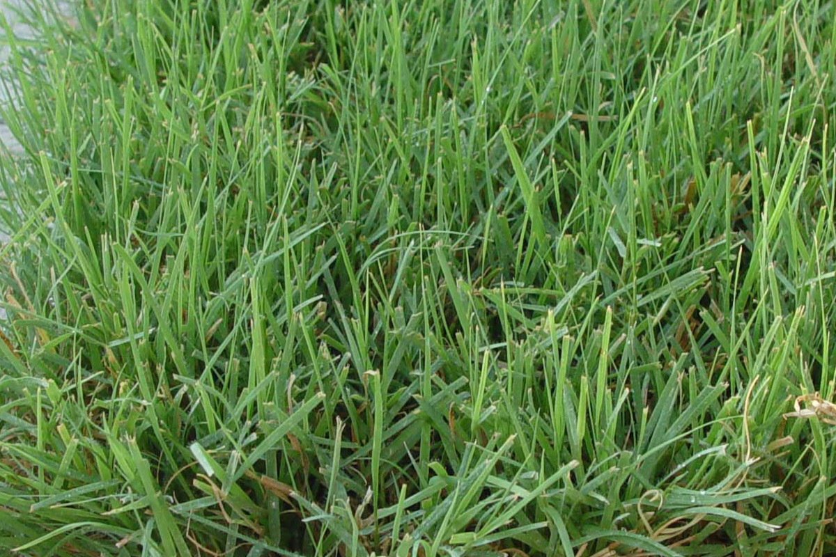 Turfgrass For The Woodlands, TX Mata Turf