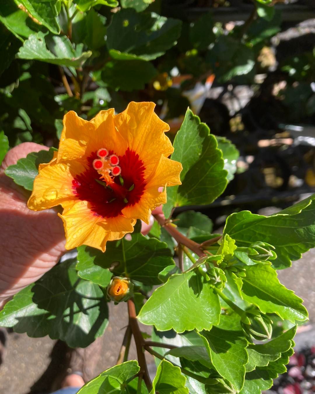A Person is Holding a Yellow Flower With a Red Center — Wingham Nursery and Florist PTY Ltd In Wingham, NSW