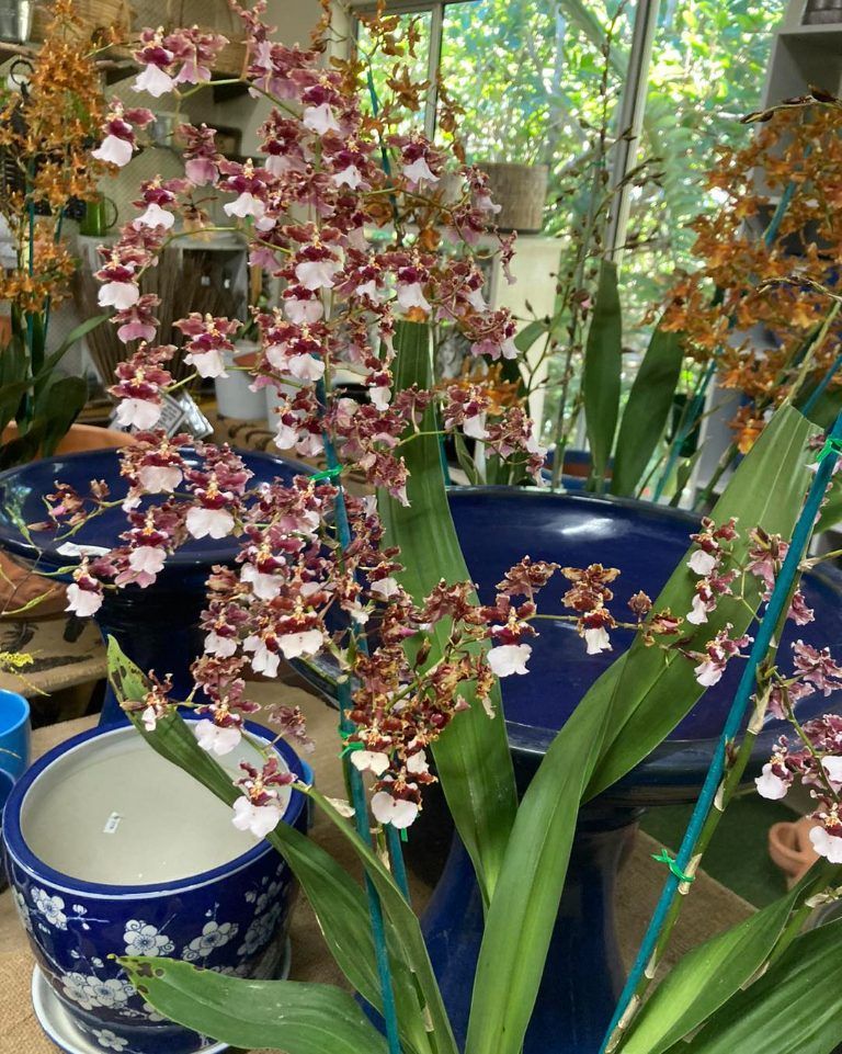 A Plant With Purple and White Flowers in a Blue Pot — Wingham Nursery and Florist PTY Ltd In Wingham, NSW