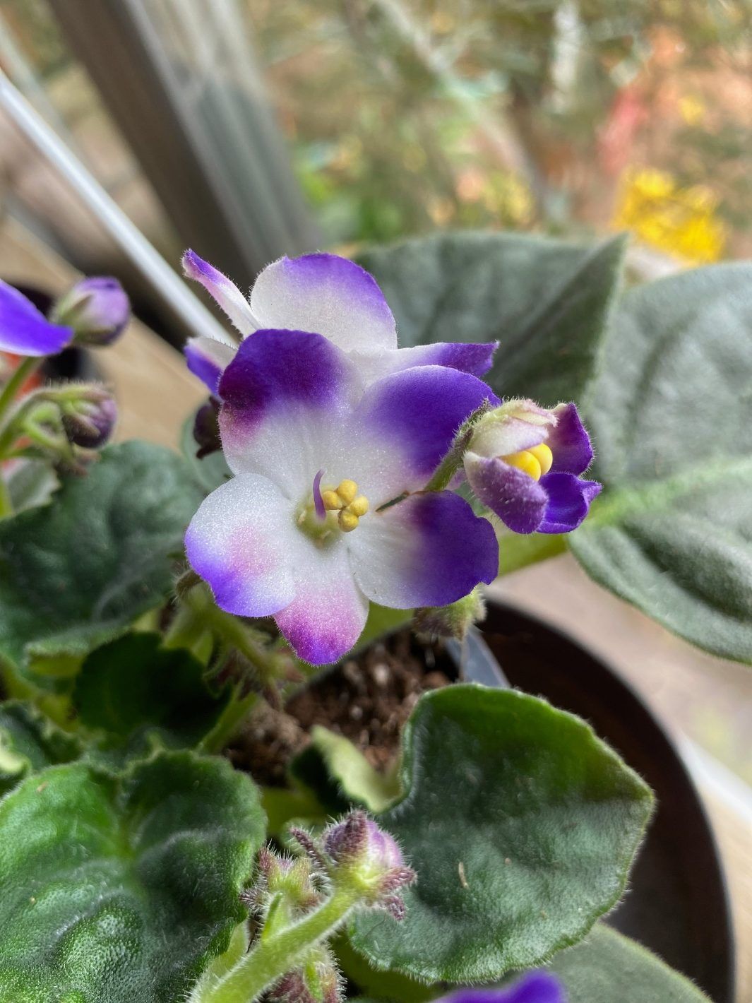 A Close Up of a Purple and White Flower on a Potted Plant — Wingham Nursery and Florist PTY Ltd In Gloucester, NSW