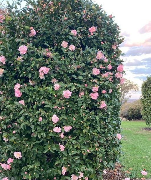 A Bush With Pink Flowers and Green Leaves in a Garden — Wingham Nursery and Florist PTY Ltd In Wingham, NSW