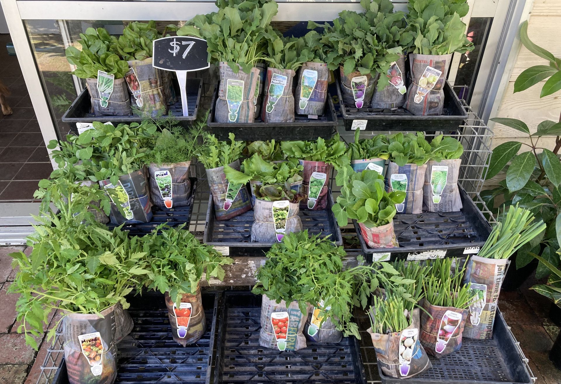 A Bunch of Radishes in Yellow Pots on a Shelf — Wingham Nursery and Florist PTY Ltd In Wingham, NSW