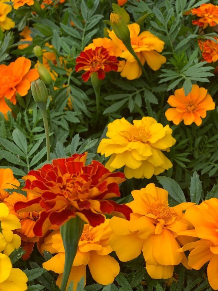 A Bunch of Yellow and Red Flowers With Green Leaves — Wingham Nursery and Florist PTY Ltd In Wingham, NSW