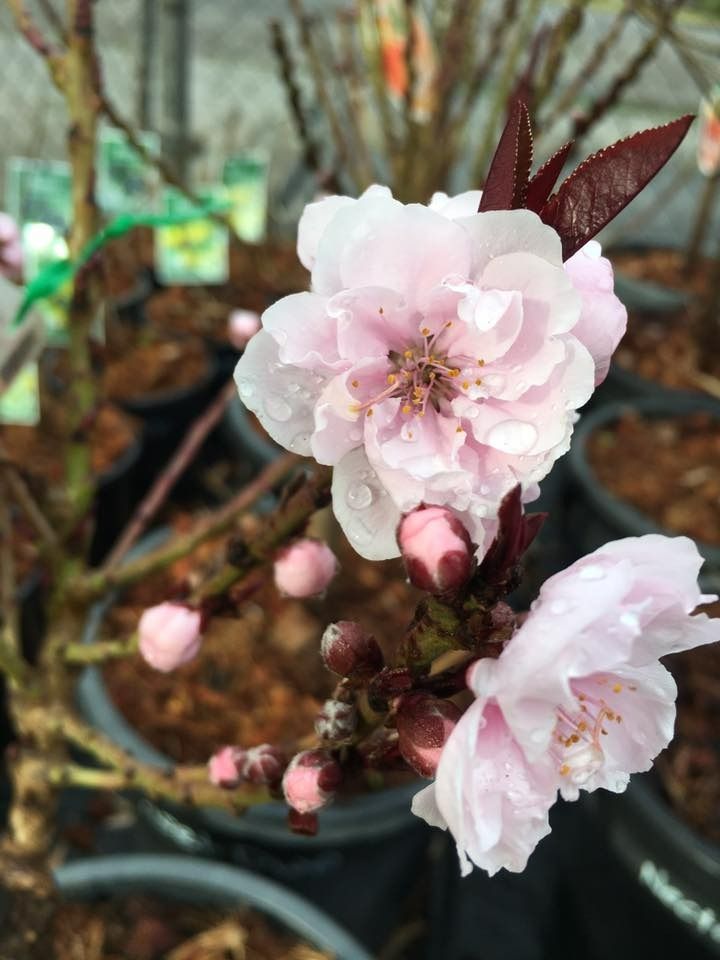 A Close Up of a Pink Flower on a Tree Branch — Wingham Nursery and Florist PTY Ltd In Wingham, NSW