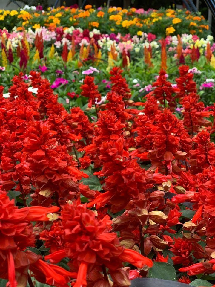 A Bunch of Red Flowers Are Growing in a Garden — Wingham Nursery and Florist PTY Ltd In Wingham, NSW