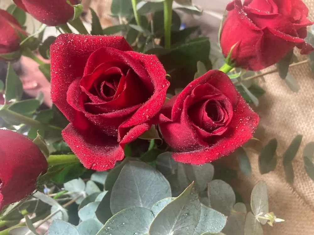 A Bunch of Red Roses With Water Drops on Them — Wingham Nursery and Florist PTY Ltd In Wingham, NSW
