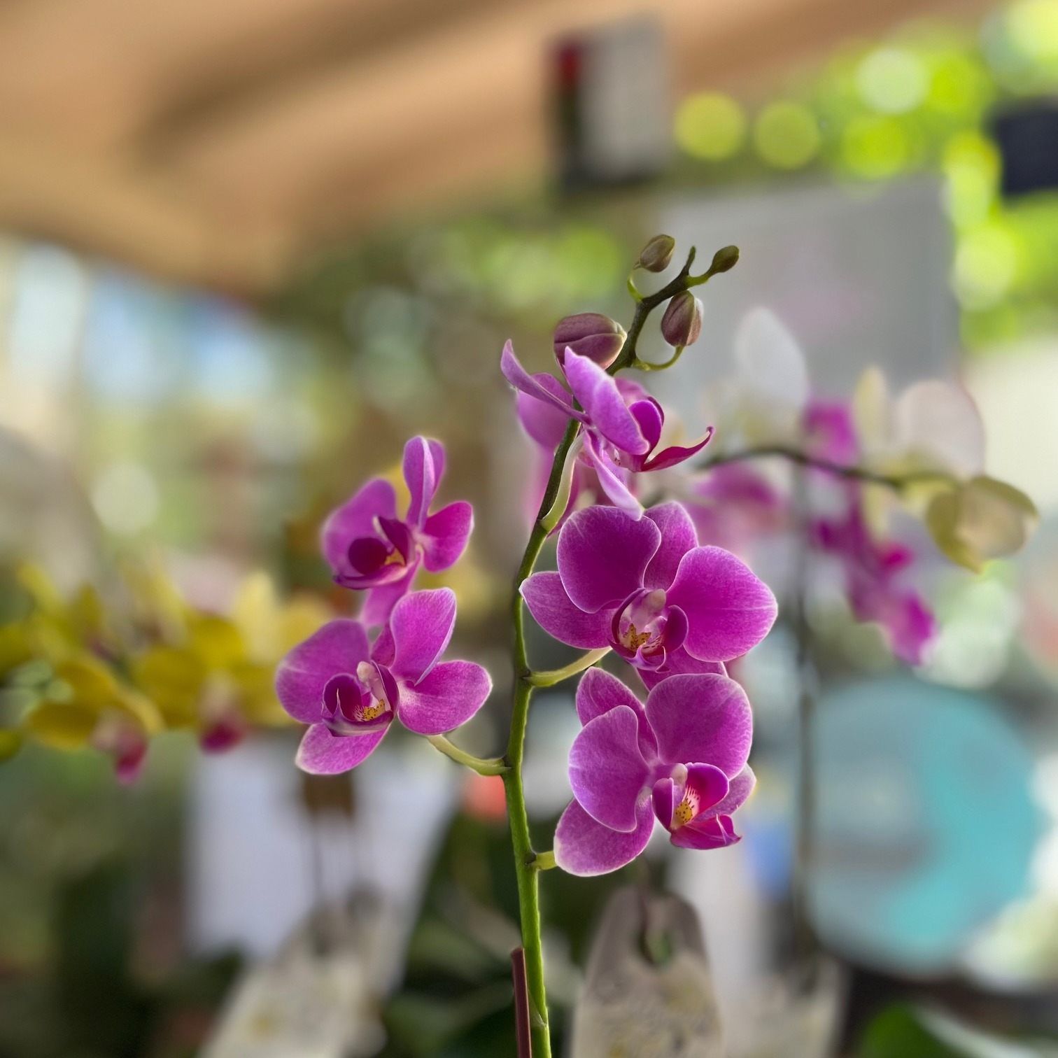 A Close Up of Purple Orchids on a Green Stem — Wingham Nursery and Florist PTY Ltd In Wingham, NSW