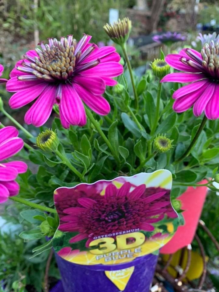 A Close Up of a Purple Flower in a Pot — Wingham Nursery and Florist PTY Ltd In Wingham, NSW