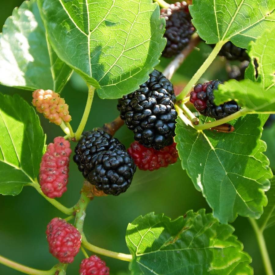 A Bunch of Berries Growing on a Tree With Green Leaves — Wingham Nursery and Florist PTY Ltd In Wingham, NSW