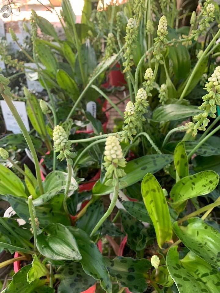 A Bunch of Potted Plants With Green Leaves and White Flowers — Wingham Nursery and Florist PTY Ltd In Wingham, NSW