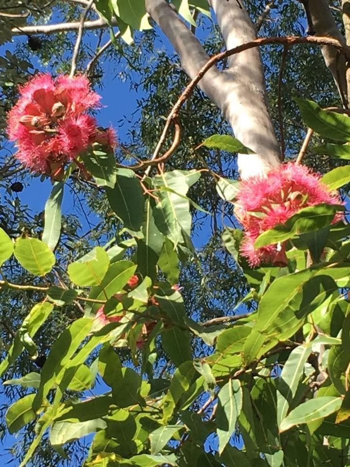 A Tree With Pink Flowers and Green Leaves Against a Blue Sky — Wingham Nursery and Florist PTY Ltd In Wingham, NSW