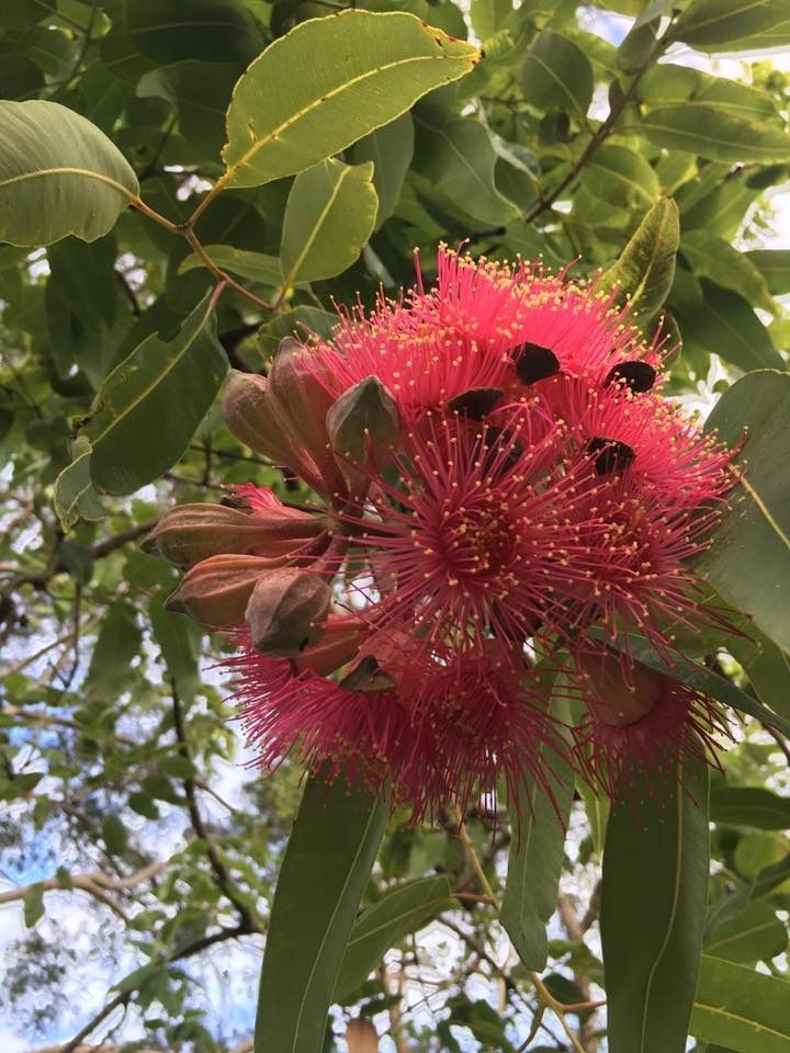 A Close Up of a Pink Flower on a Tree Branch — Wingham Nursery and Florist PTY Ltd In Wingham, NSW