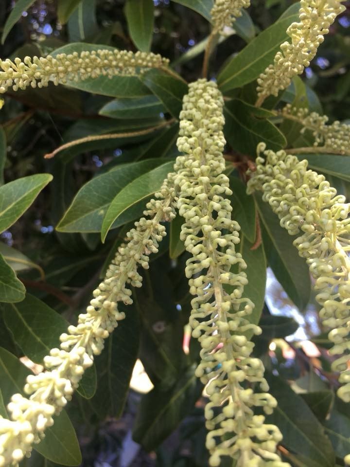 A Close Up of a Tree With White Flowers and Green Leaves — Wingham Nursery and Florist PTY Ltd In Wingham, NSW