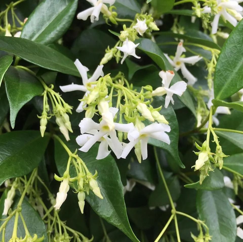 A Plant With White Flowers and Green Leaves — Wingham Nursery and Florist PTY Ltd In Wingham, NSW