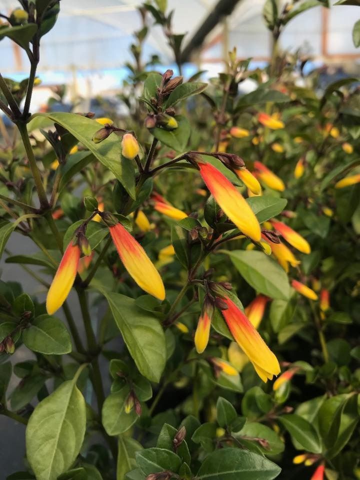 A Close Up of a Plant With Yellow and Red Flowers and Green Leaves — Wingham Nursery and Florist PTY Ltd In Wingham, NSW
