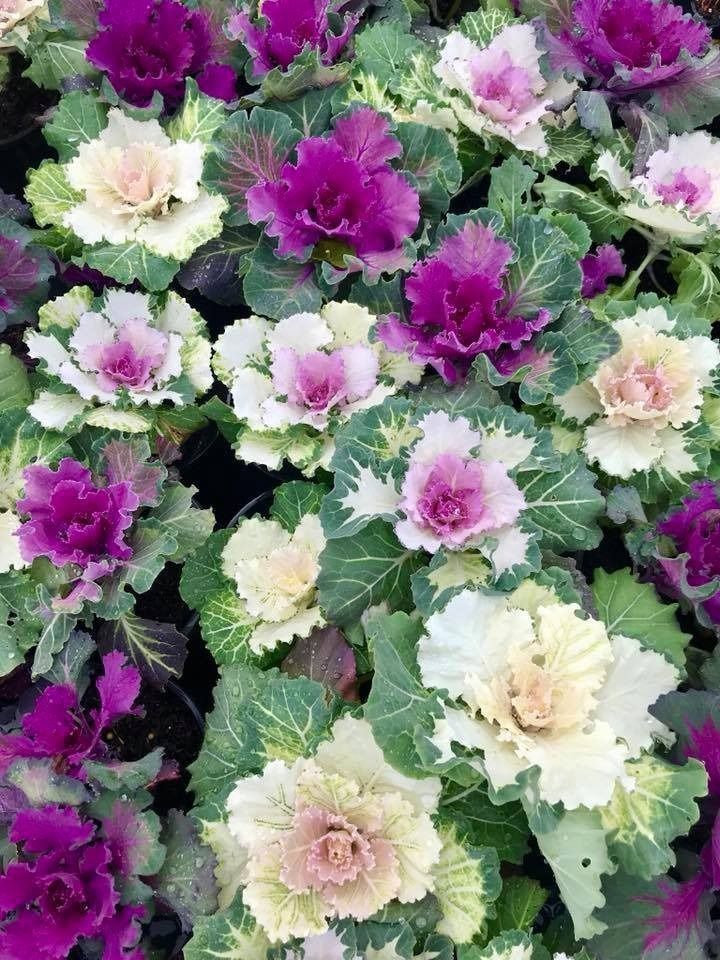 A Bunch of Purple and White Flowers With Green Leaves — Wingham Nursery and Florist PTY Ltd In Wingham, NSW