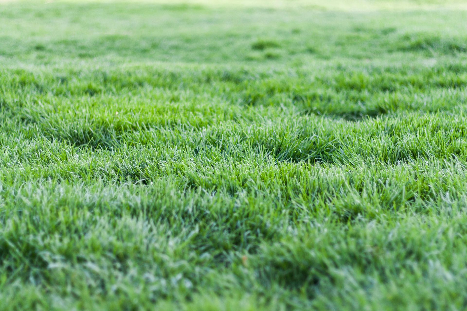 A close up of a lush green field of grass.o
