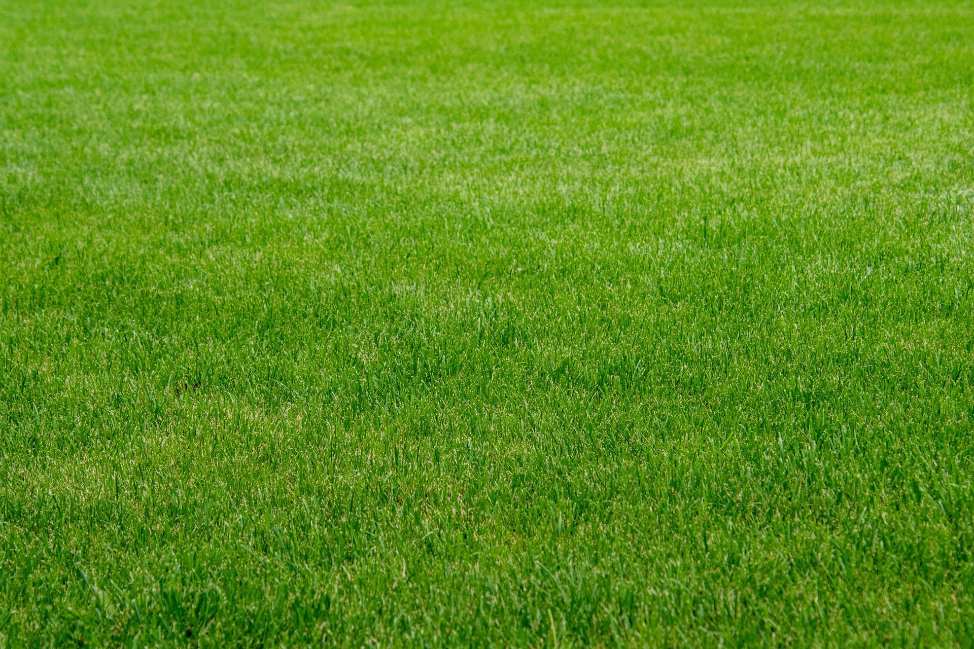 artificial turf
