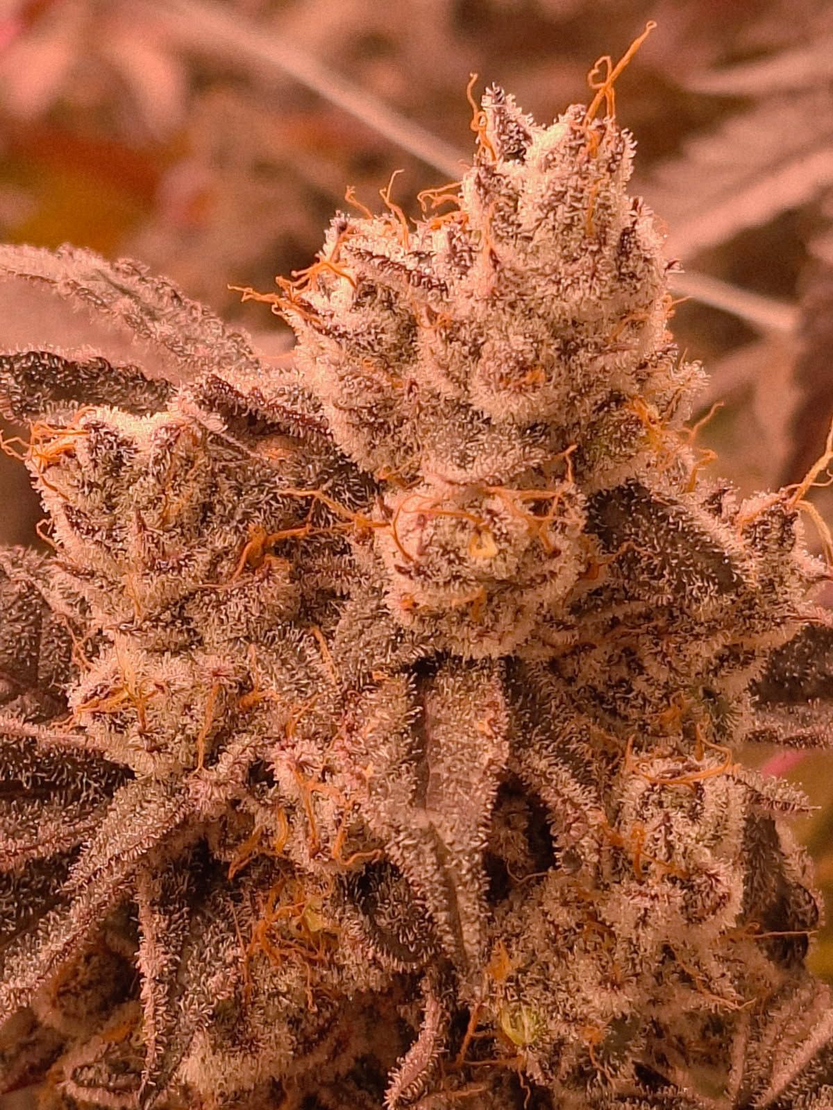 Close-up of a frosty cannabis bud with orange hairs against a blurred warm background
