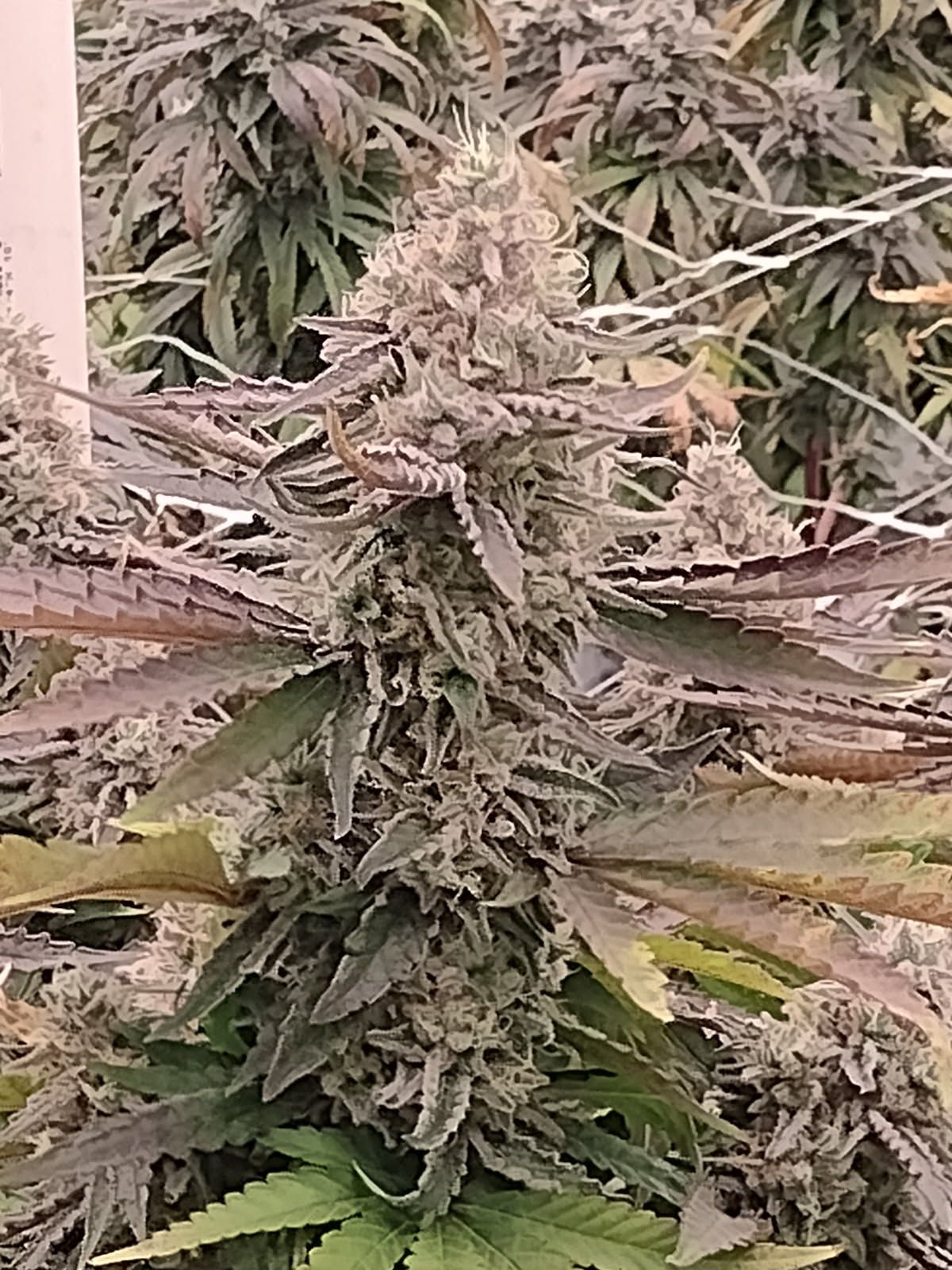 Close-up of a dense cannabis bud with frosty leaves and purple-green foliage around it