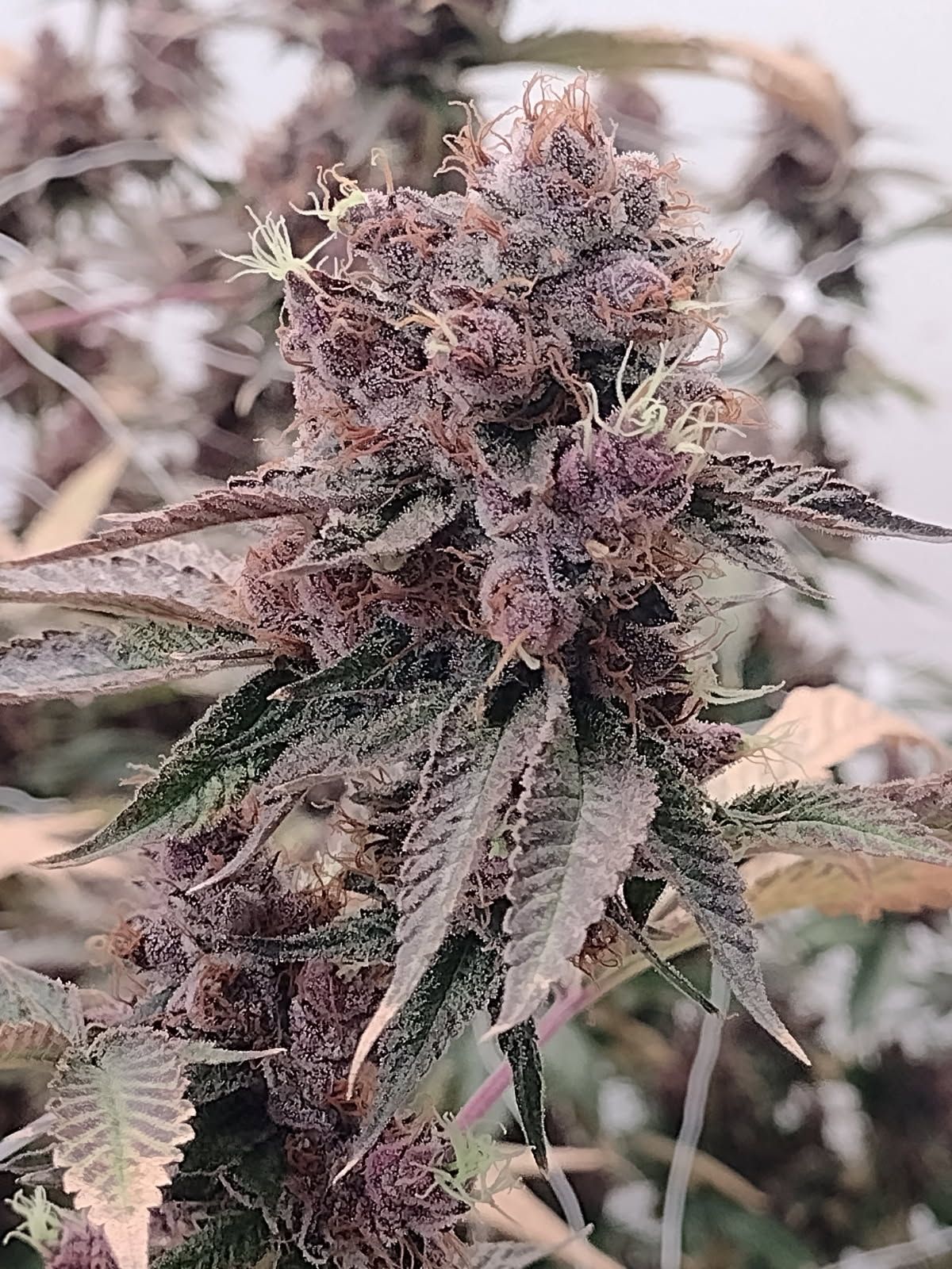 Close-up of a purple cannabis bud with frosty trichomes and green leaves against a blurred background