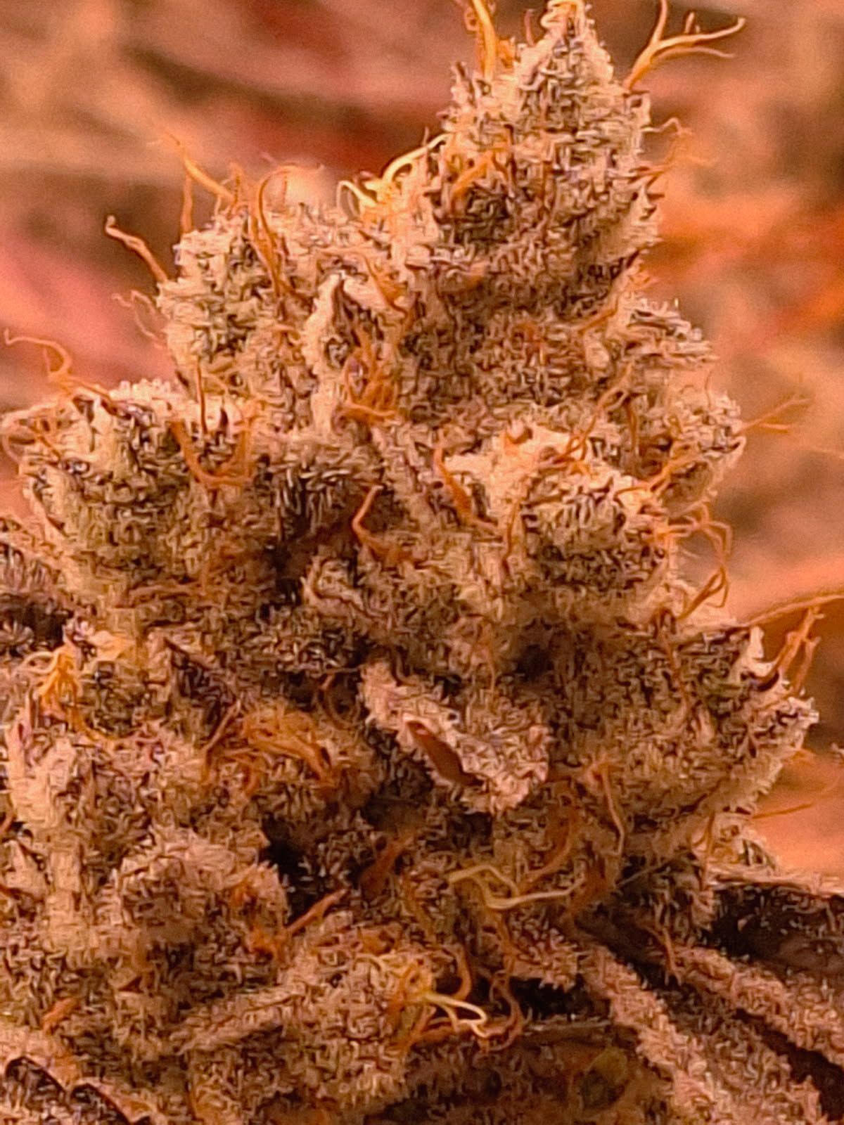 Close-up of a frosty orange cannabis bud with dense trichomes and curled pistils